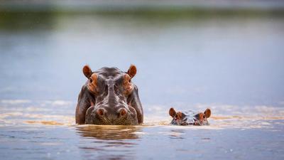 河马日快乐！  |  河马妈妈和小河马，南卢安瓜国家公园，赞比亚 (© Nature Picture Library/Alamy Stock Photo) - 2024/02/15