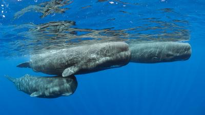 来一口新鲜空气  |  抹香鲸浮出水面，多米尼克 (© Franco Banfi/Minden Pictures) - 2024/02/18